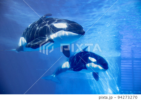 愛知　名古屋港水族館　遊泳するシャチ 94273270