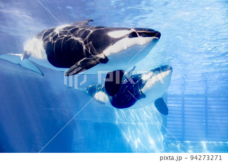 愛知 名古屋港水族館 遊泳するシャチ 愛知 名古屋港水族館 遊泳するシャチ 94273271