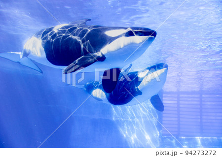 愛知　名古屋港水族館　遊泳するシャチ 94273272