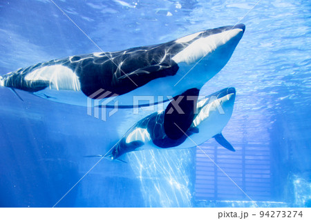 愛知　名古屋港水族館　遊泳するシャチ 94273274