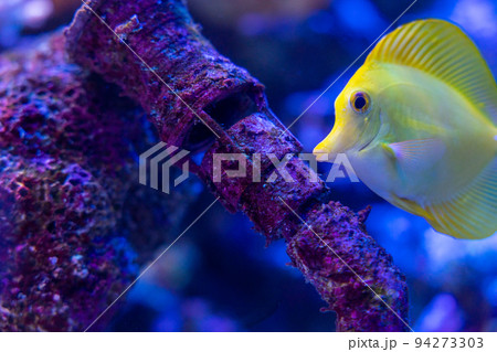 愛知 名古屋港水族館 熱帯魚のアクアリム 愛知 名古屋港水族館 熱帯魚のアクアリム 94273303
