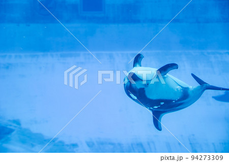 愛知 名古屋港水族館 遊泳するカマイルカ 愛知 名古屋港水族館 遊泳するカマイルカ 94273309