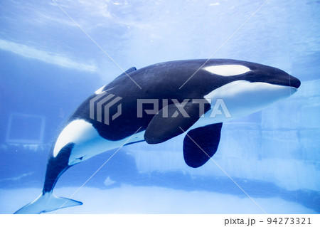 愛知 名古屋港水族館 シャチ単体の写真素材 [94273321] - PIXTA