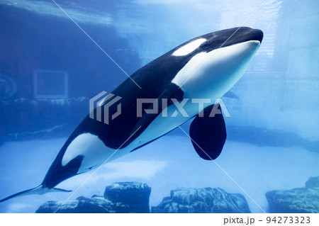 愛知 名古屋港水族館 シャチ単体 愛知 名古屋港水族館 シャチ単体 94273323