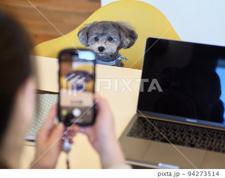 スマホで愛犬を撮影する女性 トイプードル お家時間 SNS 投稿 スマホで愛犬を撮影する女性 トイプードル お家時間 SNS 投稿 94273514