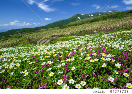 大雪山系の天空の花畑 94273733