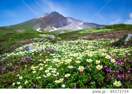 旭岳の花畑 旭岳の花畑 94273734