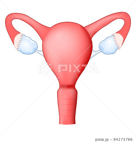 Female reproductive system. uterus 94273766