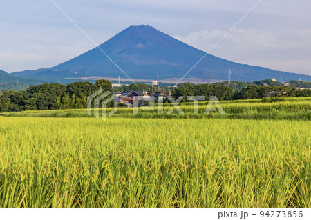 （静岡県）黄金色に色付いた棚田越しに富士山 94273856