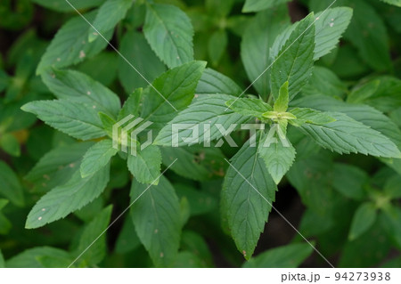 二ホンハッカの葉のクローズアップ 二ホンハッカの葉のクローズアップ 94273938