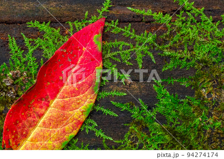 Autumn Leaf on a wooden background, autumn background 94274174