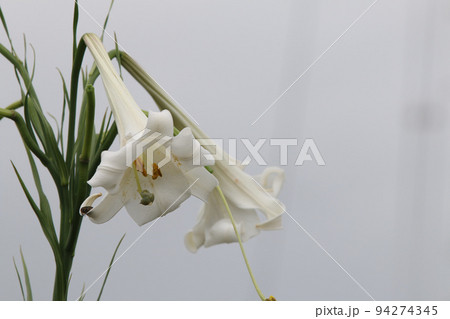 大きな下向きの白いテッポウユリの花 94274345