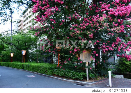 京都市 木屋町通りと高瀬川沿い夏景色 京都市 木屋町通りと高瀬川沿い夏景色 94274533
