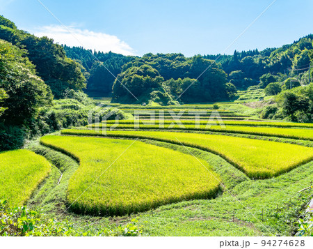 北関東の実りの景色　収穫間近の石畑の棚田　栃木県茂木町 94274628