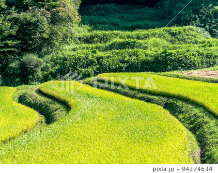 北関東の実りの景色 収穫間近の石畑の棚田 栃木県茂木町 北関東の実りの景色 収穫間近の石畑の棚田 栃木県茂木町 94274634