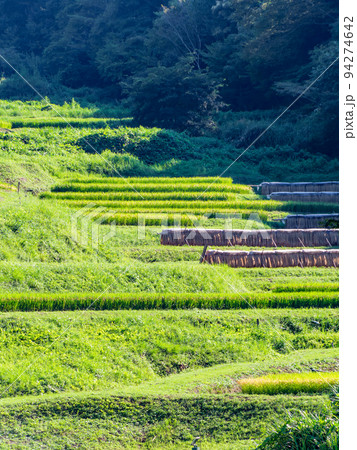 北関東の実りの景色 収穫間近の石畑の棚田 栃木県茂木町 北関東の実りの景色 収穫間近の石畑の棚田 栃木県茂木町 94274642