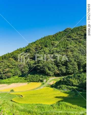 北関東の実りの景色　収穫間近の石畑の棚田　栃木県茂木町 94274649