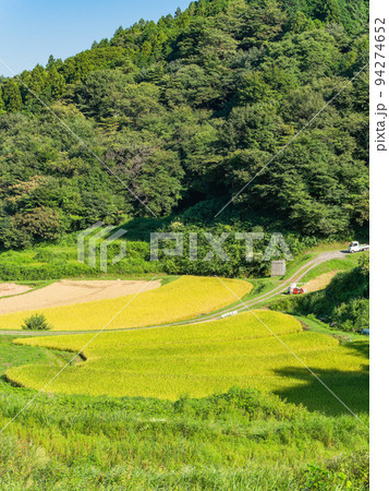 北関東の実りの景色　収穫間近の石畑の棚田　栃木県茂木町 94274652