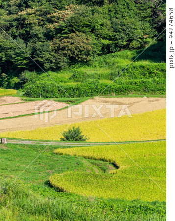北関東の実りの景色 収穫間近の石畑の棚田 栃木県茂木町 北関東の実りの景色 収穫間近の石畑の棚田 栃木県茂木町 94274658