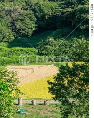 北関東の実りの景色 収穫間近の石畑の棚田 栃木県茂木町 北関東の実りの景色 収穫間近の石畑の棚田 栃木県茂木町 94274660