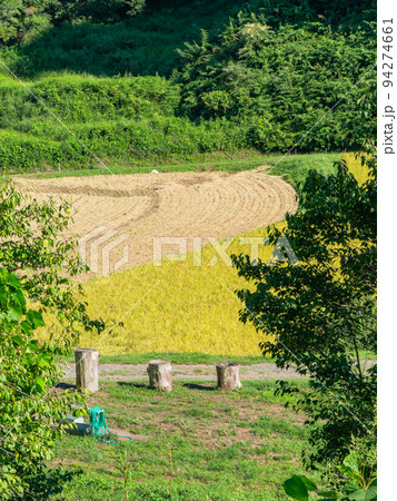 北関東の実りの景色　収穫間近の石畑の棚田　栃木県茂木町 94274661