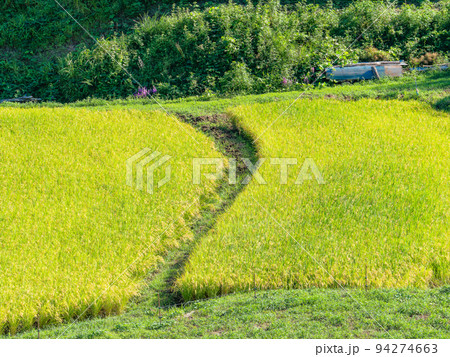 北関東の実りの景色 収穫間近の石畑の棚田 栃木県茂木町 北関東の実りの景色 収穫間近の石畑の棚田 栃木県茂木町 94274663