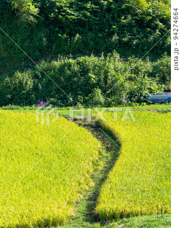 北関東の実りの景色　収穫間近の石畑の棚田　栃木県茂木町 94274664