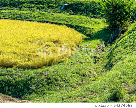 北関東の実りの景色 収穫間近の石畑の棚田 栃木県茂木町 北関東の実りの景色 収穫間近の石畑の棚田 栃木県茂木町 94274668