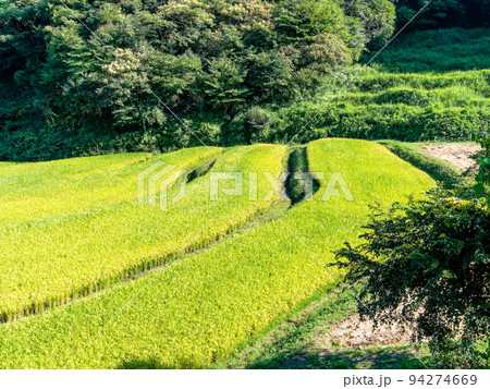 北関東の実りの景色 収穫間近の石畑の棚田 栃木県茂木町 北関東の実りの景色 収穫間近の石畑の棚田 栃木県茂木町 94274669