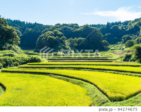 北関東の実りの景色 収穫間近の石畑の棚田 栃木県茂木町 北関東の実りの景色 収穫間近の石畑の棚田 栃木県茂木町 94274675