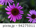 Echinacea purpurea copy space. Vegetable background macro texture Photo of good quality 94275011