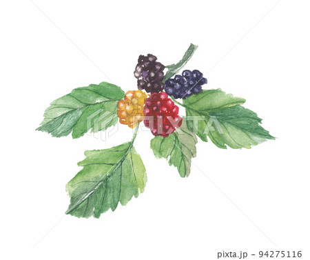 桑の実と葉 94275116