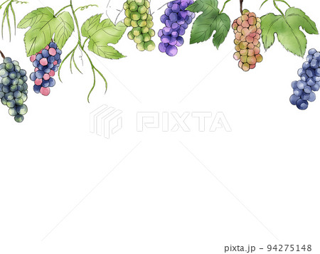 水彩で描いたぶどうのボタニカルフレーム ボタニカルのイラスト