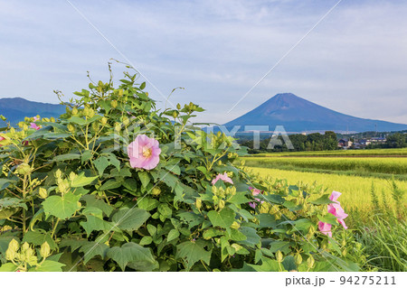 (静岡県)あぜ道に咲いた芙蓉の花越しに富士山 (静岡県)あぜ道に咲いた芙蓉の花越しに富士山 94275211