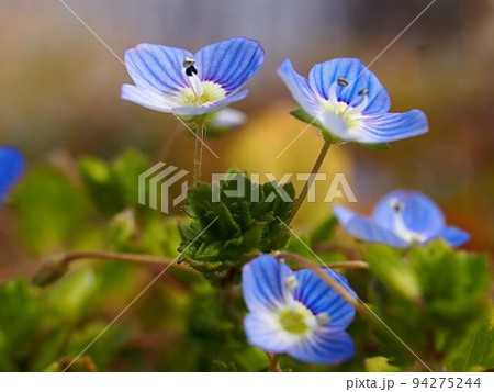 オオイヌノフグリの花のアップ 94275244