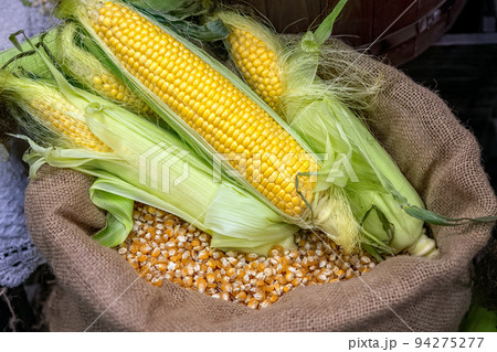 Fresh corn on the cob lies on bag of ripe corn kernels. Harvesting corn. 94275277