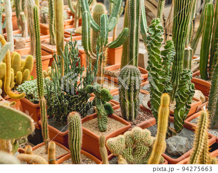 Collection of different cacti. Cactus, thorned plant. Botanical hobby or cultivation for hybridization. 94275663