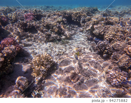 Blackspotted rubberlip fish or plectorhinchus gaterinus at coral reef.. Blackspotted rubberlip fish or plectorhinchus gaterinus at coral reef.. 94275882