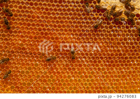Working bees on the yellow honeycomb with sweet honey.. 94276083