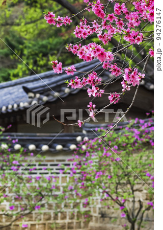 春 自然 観光 94276147