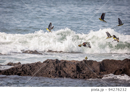 海水を飲みに来るアオバトの群れ（大磯町照ヶ崎海岸） 94276232