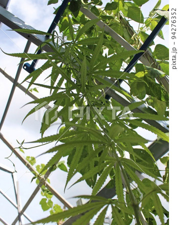 家庭菜園で成長する鉢植え大麻の苗を下から上に向かって見た光景 家庭菜園で成長する鉢植え大麻の苗を下から上に向かって見た光景 94276352