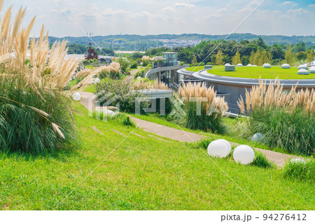 愛・地球博記念公園、満開のパンパスグラス〈愛知県長久手市〉 94276412