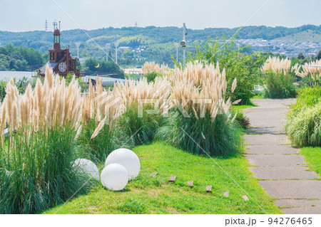 愛・地球博記念公園、満開のパンパスグラス〈愛知県長久手市〉 愛・地球博記念公園、満開のパンパスグラス〈愛知県長久手市〉 94276465