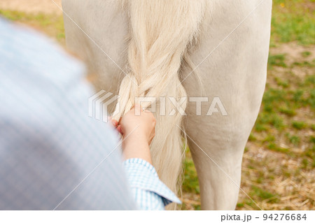 A young beautiful woman braids the tail of a horse. A pigtail made of white hair. Convenience, beauty. Hairdresser, caring for pets, love green grass A young beautiful woman braids the tail of a horse. A pigtail made of white hair. Convenience, beauty. Hairdresser, caring for pets, love green grass 94276684