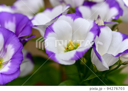 トルコギキョウ 94276703