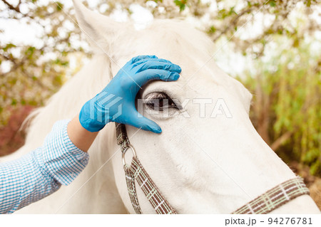 A young beautiful female vet inspects a white horse. Love, medicine, pet care, trust, happiness, health. A girl examines the eye of a horse. Blindness, cataract 94276781