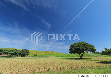 初秋の青空とひたち海浜公園のみはらしの丘。色づき始めたコキア。9月 94277115