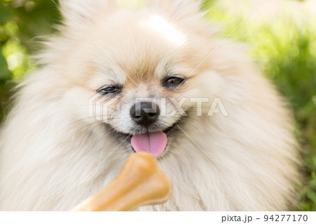 Treats for animals. Picky dog refuses to eat. Bone on blur background. Treats for animals. Picky dog refuses to eat. Bone on blur background. 94277170