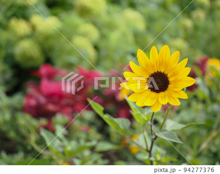 ヒマワリ17 バイカラー ヒマワリ17 バイカラー 94277376